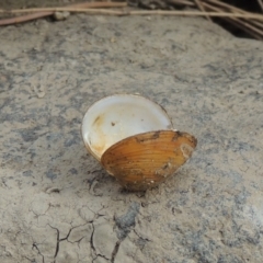 Corbicula australis (Little Basket Shells) at Paddys River, ACT - 15 Jan 2020 by MichaelBedingfield