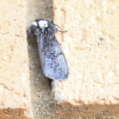 Oenosandra boisduvalii (Boisduval's Autumn Moth) at Higgins, ACT - 7 Apr 2020 by AlisonMilton