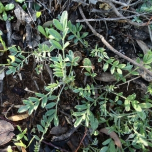 Swainsona sericea at Theodore, ACT - 2 May 2020