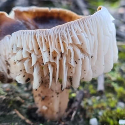 Unidentified Fungus at Denman Prospect, ACT - 29 Apr 2020 by AaronClausen