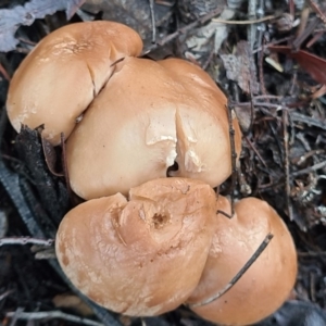 zz agaric (stem; gill colour unknown) at Denman Prospect, ACT - 30 Apr 2020