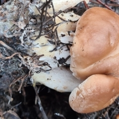 zz agaric (stem; gill colour unknown) at Denman Prospect, ACT - 30 Apr 2020