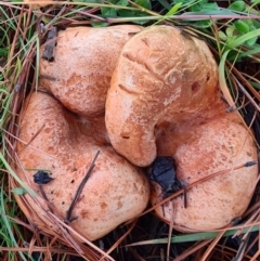 Lactarius deliciosus (Saffron Milkcap) at Denman Prospect, ACT - 29 Apr 2020 by AaronClausen