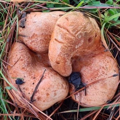 Lactarius deliciosus (Saffron Milkcap) at Denman Prospect, ACT - 30 Apr 2020 by AaronClausen