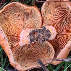 Lactarius deliciosus at Denman Prospect, ACT - 30 Apr 2020