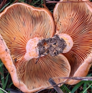 Lactarius deliciosus at Denman Prospect, ACT - 30 Apr 2020