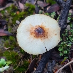 Lepiota s.l. at Block 402 - 29 Apr 2020 by AaronClausen