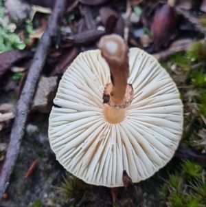 Lepiota s.l. at Denman Prospect, ACT - 30 Apr 2020