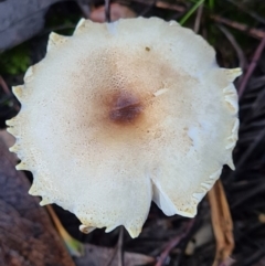 Lepiota s.l. at Piney Ridge - 29 Apr 2020 by AaronClausen