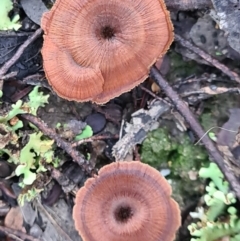 Coltricia sp. at Block 402 - 29 Apr 2020 by AaronClausen