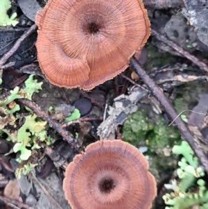 Coltricia sp. at Denman Prospect, ACT - 30 Apr 2020