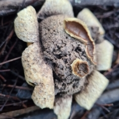 Scleroderma sp. (Scleroderma) at Denman Prospect, ACT - 30 Apr 2020 by AaronClausen