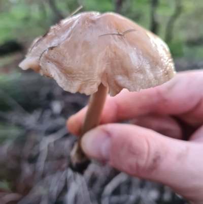 Unidentified Fungus at Denman Prospect 2 Estate Deferred Area (Block 12) - 29 Apr 2020 by AaronClausen