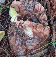 Suillus sp. (A bolete ) at Denman Prospect, ACT - 29 Apr 2020 by AaronClausen