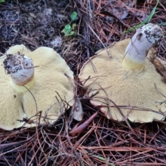 Suillus sp. at Denman Prospect, ACT - 30 Apr 2020