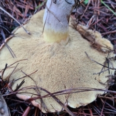 Suillus sp. at Denman Prospect, ACT - 30 Apr 2020 07:10 AM