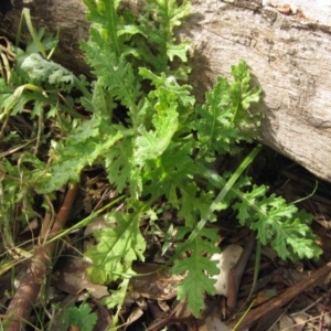 Senecio bathurstianus at Hall, ACT - 28 Apr 2020