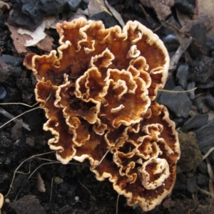 Podoscypha petalodes at Hall, ACT - 28 Apr 2020