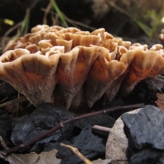 Podoscypha petalodes at Hall, ACT - 28 Apr 2020