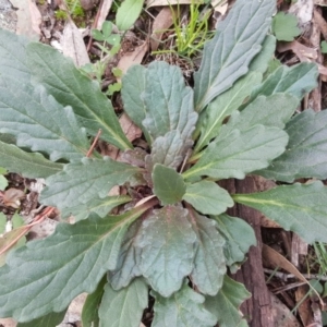 Ajuga australis at Isaacs, ACT - 2 May 2020 03:55 AM