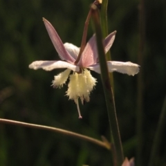 Arthropodium milleflorum (Vanilla Lily) at Dunlop, ACT - 27 Apr 2020 by pinnaCLE
