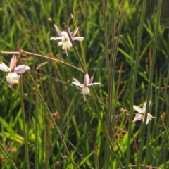 Arthropodium milleflorum at Dunlop, ACT - 27 Apr 2020 05:03 PM