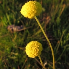 Craspedia variabilis (Common Billy Buttons) at Dunlop, ACT - 27 Apr 2020 by pinnaCLE