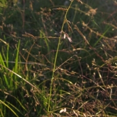 Eragrostis brownii (Common Love Grass) at Dunlop, ACT - 27 Apr 2020 by pinnaCLE