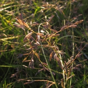Eragrostis brownii at Dunlop, ACT - 27 Apr 2020