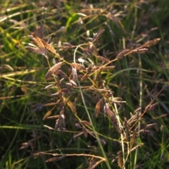 Eragrostis brownii at Dunlop, ACT - 27 Apr 2020