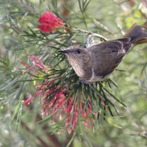 Phylidonyris pyrrhopterus at Merimbula, NSW - 2 May 2020