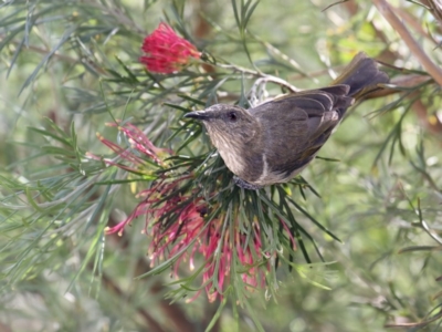 Phylidonyris pyrrhopterus (Crescent Honeyeater) at Merimbula, NSW - 2 May 2020 by Leo