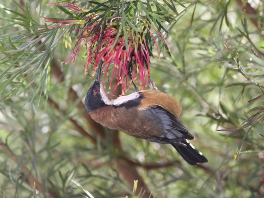 Acanthorhynchus tenuirostris at Merimbula, NSW - 2 May 2020