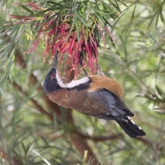 Acanthorhynchus tenuirostris (Eastern Spinebill) at Merimbula, NSW - 2 May 2020 by Leo