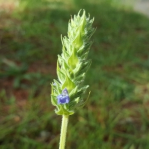 Salvia hispanica at Isaacs, ACT - 2 May 2020