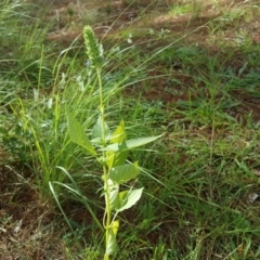 Salvia hispanica at Isaacs, ACT - 2 May 2020