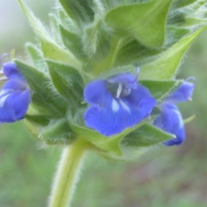 Salvia hispanica at Isaacs, ACT - 2 May 2020 12:00 PM