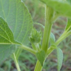 Salvia hispanica at Isaacs, ACT - 2 May 2020 12:00 PM