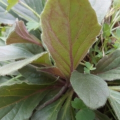 Ajuga australis at Isaacs Ridge and Nearby - 2 May 2020