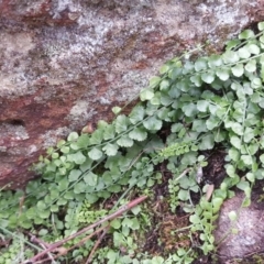 Asplenium flabellifolium (Necklace Fern) at Isaacs Ridge and Nearby - 1 May 2020 by Mike