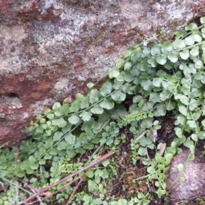 Asplenium flabellifolium at Isaacs, ACT - 2 May 2020