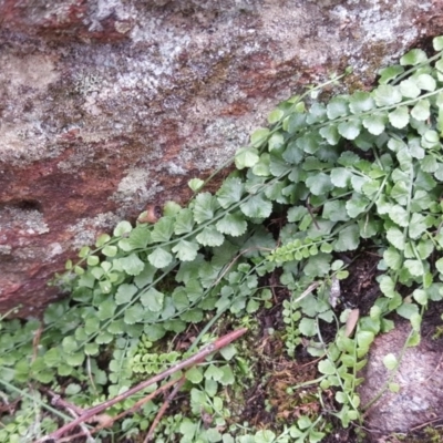 Asplenium flabellifolium (Necklace Fern) at Isaacs, ACT - 1 May 2020 by Mike