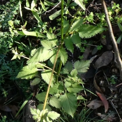 Bidens pilosa (Cobbler's Pegs, Farmer's Friend) at Tuggeranong Hill - 1 May 2020 by Owen