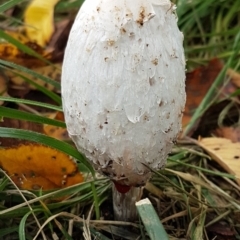Coprinus comatus (Shaggy Ink Cap) at Giralang, ACT - 2 May 2020 by trevorpreston