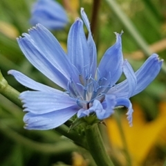 Cichorium intybus (Chicory) at McKellar, ACT - 2 May 2020 by tpreston