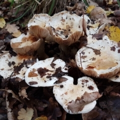 Hebeloma crustuliniforme (Poison pie) at Giralang, ACT - 2 May 2020 by trevorpreston