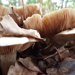 Hebeloma crustuliniforme at Giralang, ACT - 2 May 2020