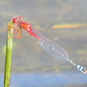 Xanthagrion erythroneurum at Pejar, NSW - 7 Mar 2020 04:27 PM