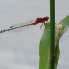 Xanthagrion erythroneurum at Pejar, NSW - 7 Mar 2020