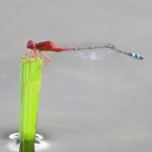 Xanthagrion erythroneurum at Pejar, NSW - 7 Mar 2020 04:27 PM